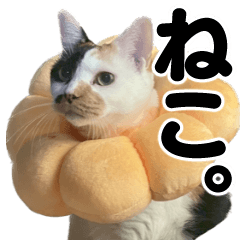 [LINEスタンプ] うちのねこ2023
