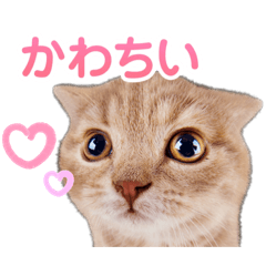 [LINEスタンプ] ♡可愛いネコちゃんスタンプ♡