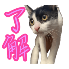 [LINEスタンプ] ねこのキーとビーとハムスターのてんてん