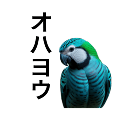 [LINEスタンプ] リアルなインコで会話