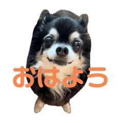 [LINEスタンプ] 愛犬ちょこのほんわかスタンプ