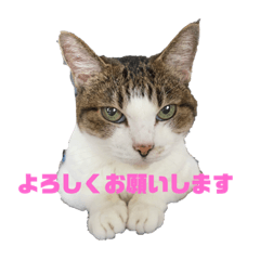 [LINEスタンプ] うちの猫さん ちゃっぴとその仲間たち2の画像（メイン）