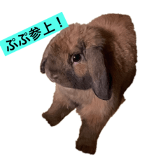 [LINEスタンプ] ぷぷ参上