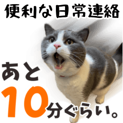 [LINEスタンプ] 日常連絡にとても便利☆もふ猫スタンプ6