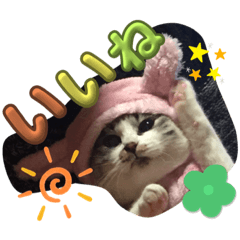 [LINEスタンプ] 白猫ハクちゃんのLINEすたんぷ♪