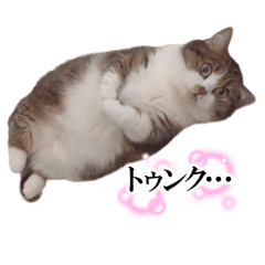 [LINEスタンプ] 猫のれんげさんスタンプ③