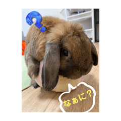 [LINEスタンプ] ぷぷの日常第2弾