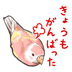 [LINEスタンプ] 毎日頑張るアキクサインコリアル調スタンプ