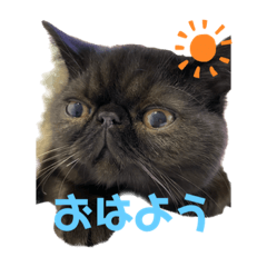 [LINEスタンプ] ブサかわネコぺちゃくんの日常スタンプ
