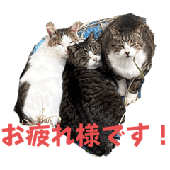 [LINEスタンプ] チャッピーと猫友たち