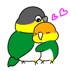 [LINEスタンプ] シロハラインコとズグロシロハラインコ1