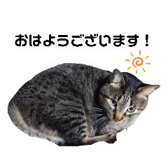 [LINEスタンプ] うち犬と猫