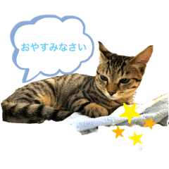 [LINEスタンプ] こゆきとちびの日常スタンプ