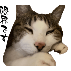 [LINEスタンプ] うちの猫さんチャッピさん