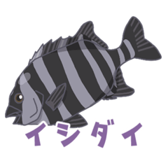 [LINEスタンプ] 石鯛 （イシダイ）釣り＆日常スタンプ