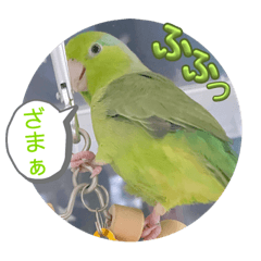 [LINEスタンプ] マメルリハ達12