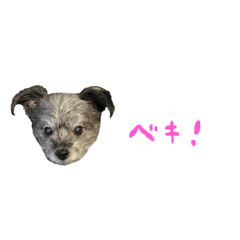 [LINEスタンプ] ぐれーのいぬのベッキーちゃん