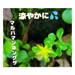 [LINEスタンプ] 夏の山野草でご挨拶