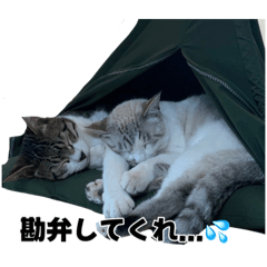 [LINEスタンプ] ふくちゃん はくちゃん スタンプ