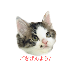 [LINEスタンプ] なな猫の仲間達(お顔スタンプ)日常会話編