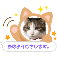 [LINEスタンプ] 5匹のネコ兄弟