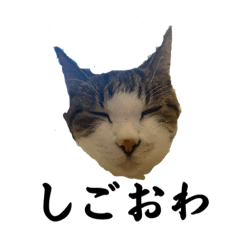 [LINEスタンプ] 冬向けチャピの画像（メイン）