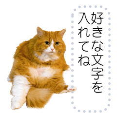 [LINEスタンプ] おもしろ猫さんズ