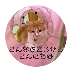 [LINEスタンプ] 茶トラの蓮くん
