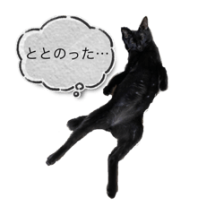 [LINEスタンプ] 黒猫武々