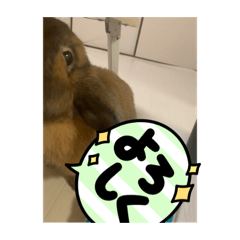 [LINEスタンプ] ぷぷの日常第三弾