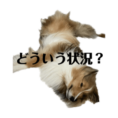[LINEスタンプ] くーちゃん❤️丁寧編集ver.