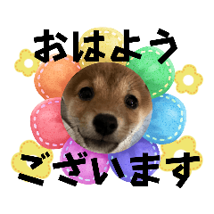 [LINEスタンプ] モコ家のスタンプの巻