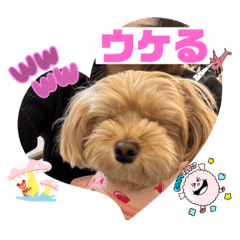 [LINEスタンプ] マルプーのぷーたん 第12弾