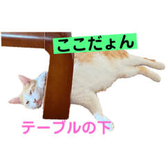 [LINEスタンプ] Nyan forceの日常
