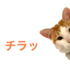 [LINEスタンプ] かわいいうちの猫のスタンプ