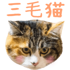 [LINEスタンプ] 三毛猫ちゃんスタンプ♡