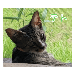 [LINEスタンプ] テト 2023年夏