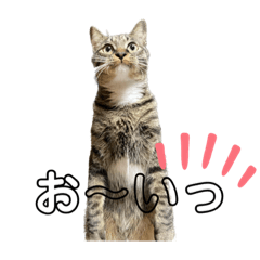 [LINEスタンプ] うちのネコ3兄弟 PART3