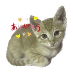 [LINEスタンプ] 我が家のにゃんにゃん三重奏