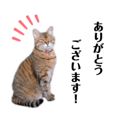 [LINEスタンプ] シンバのスタンプ2