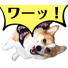 [LINEスタンプ] コーギースタンプ （ペコちゃん）2