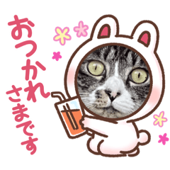 [LINEスタンプ] 我が家の可愛い保護猫達no.2