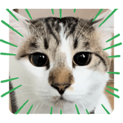 [LINEスタンプ] 姉弟猫のテラとノア その4