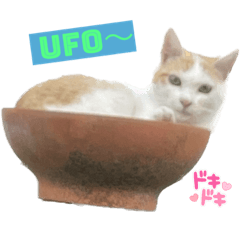 [LINEスタンプ] たまおくんUFOに乗る