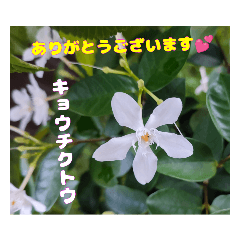 [LINEスタンプ] 暑い時期の山野草と ご挨拶