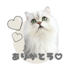 [LINEスタンプ] ペルシャ猫連絡スタンプ