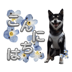 [LINEスタンプ] 黒豆健太スタンプ7