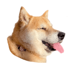 [LINEスタンプ] 柴犬4頭の日常