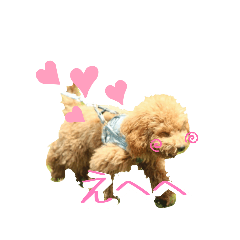 [LINEスタンプ] トイプーのぽぽちゃん