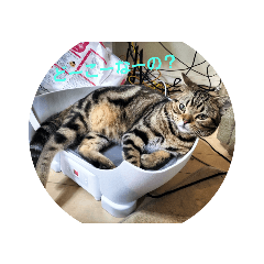 [LINEスタンプ] さんちゃんなんだーよ